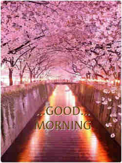 Good Morning Beautiful